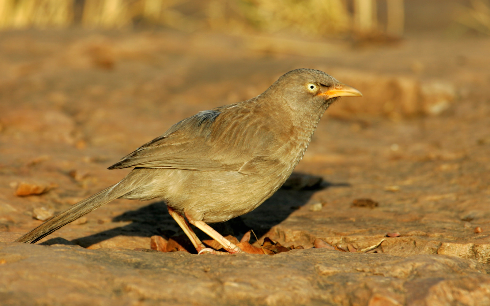 image Jungle Babbler
